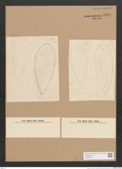 Surirella sp. (de-Toni-Nr.: Genus 53) Zeichnungen Sammlung Grunow Nr. 4849 (NHMW-BOT-W0373022)